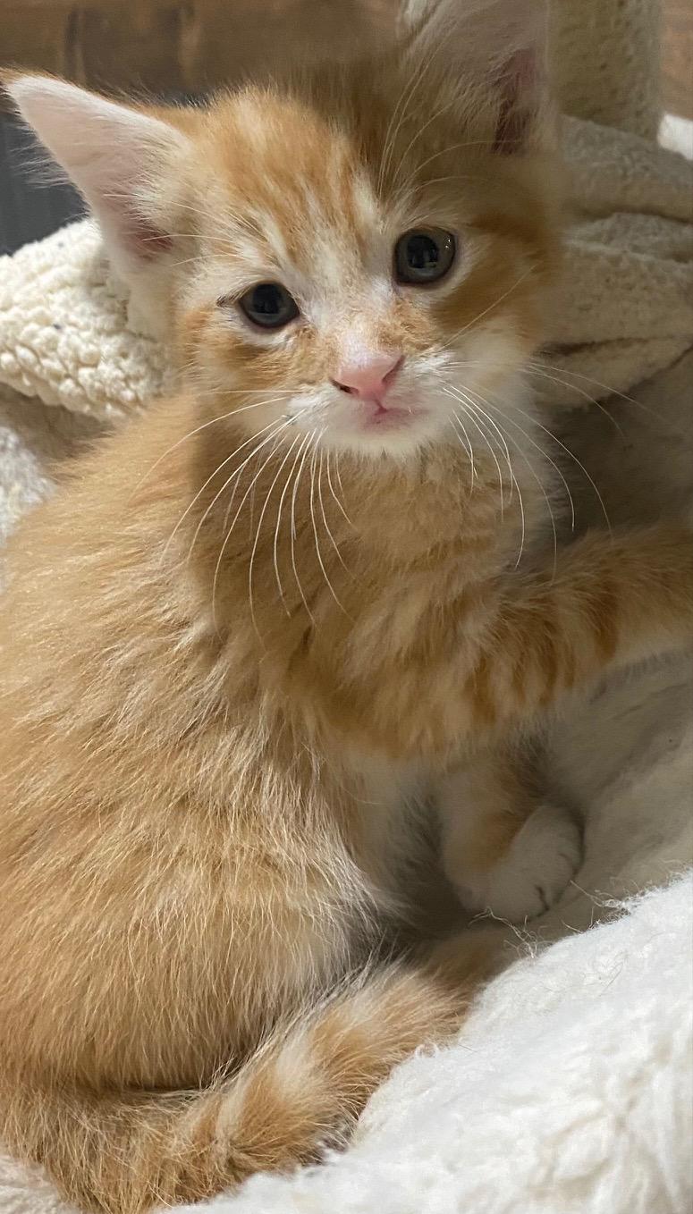 Jagger, a Adoptable Domestic Short Hair in Fredericksburg, OH image 3/4