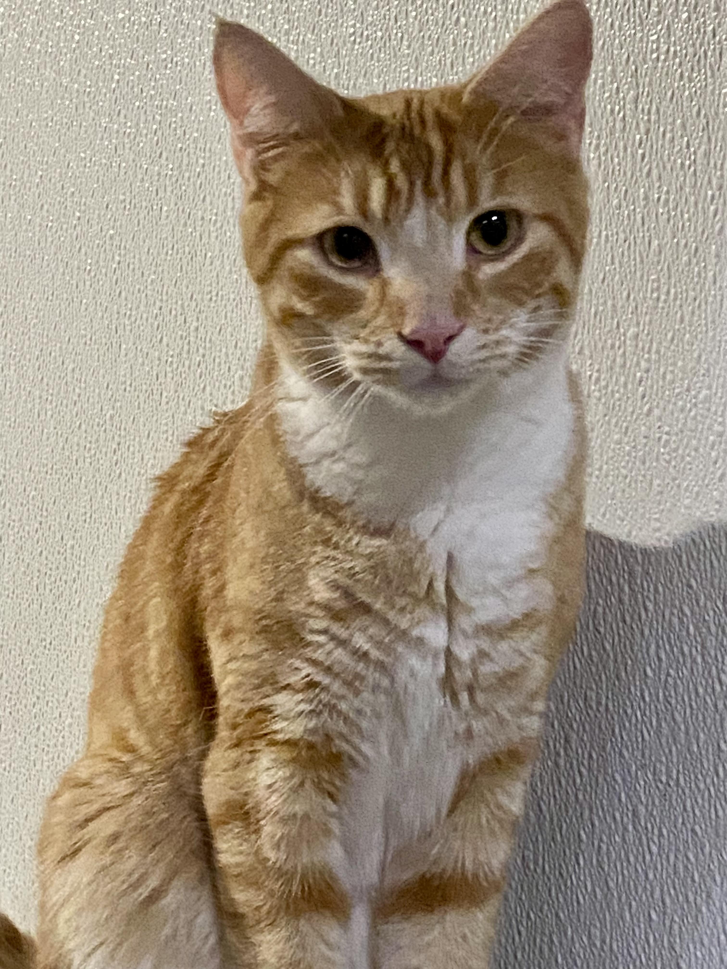 Jagger, Adoptable, Young Male Domestic Short Hair.