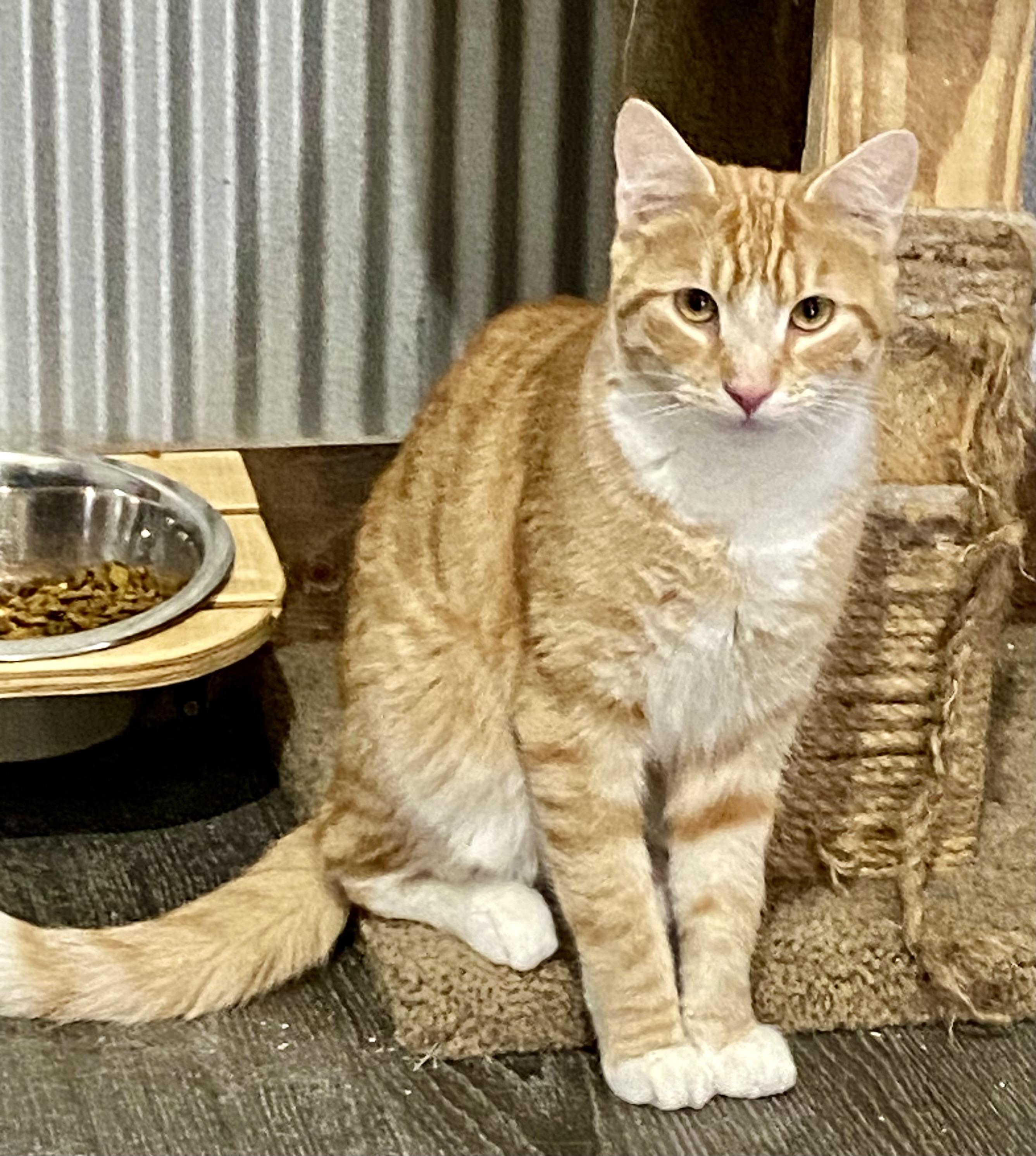 Enlarge Jagger, a Adoptable Domestic Short Hair in Fredericksburg, OH image 6/6