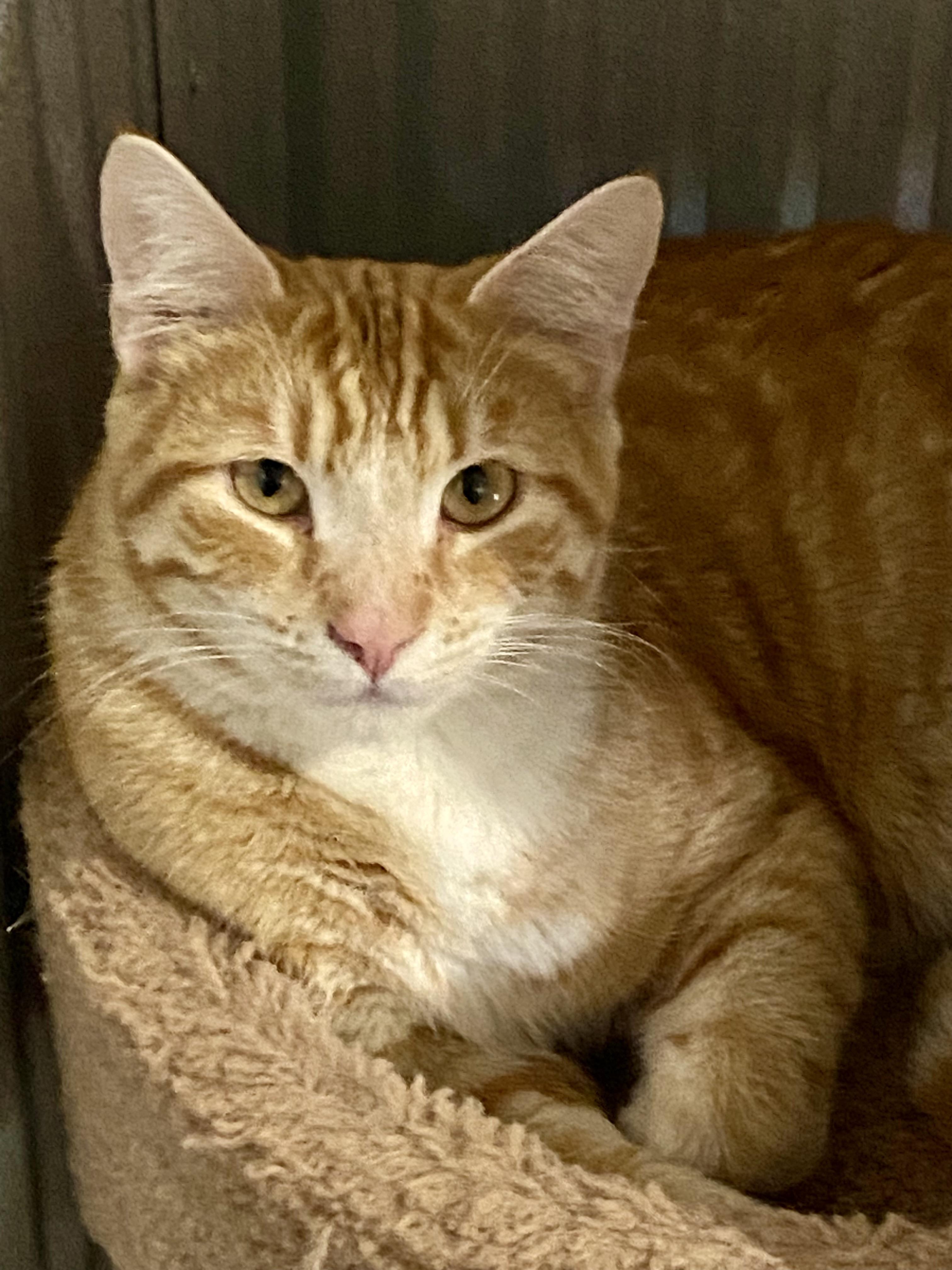 Enlarge Jagger, a Adoptable Domestic Short Hair in Fredericksburg, OH image 1/6