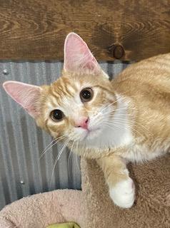 Jagger, a Adoptable Domestic Short Hair in Fredericksburg, OH image 4/4