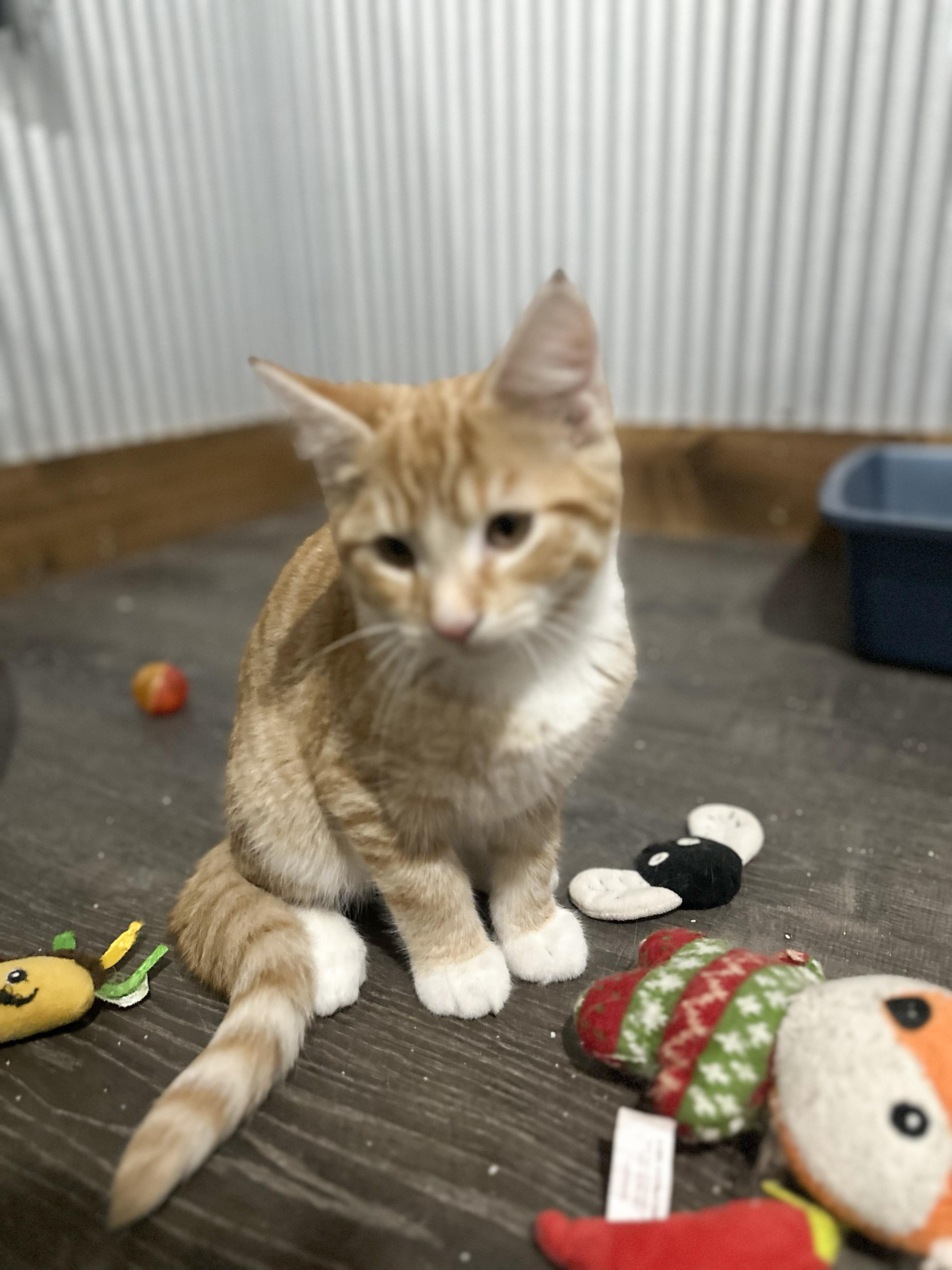 Enlarge Jagger, a Adoptable Domestic Short Hair in Fredericksburg, OH image 1/1