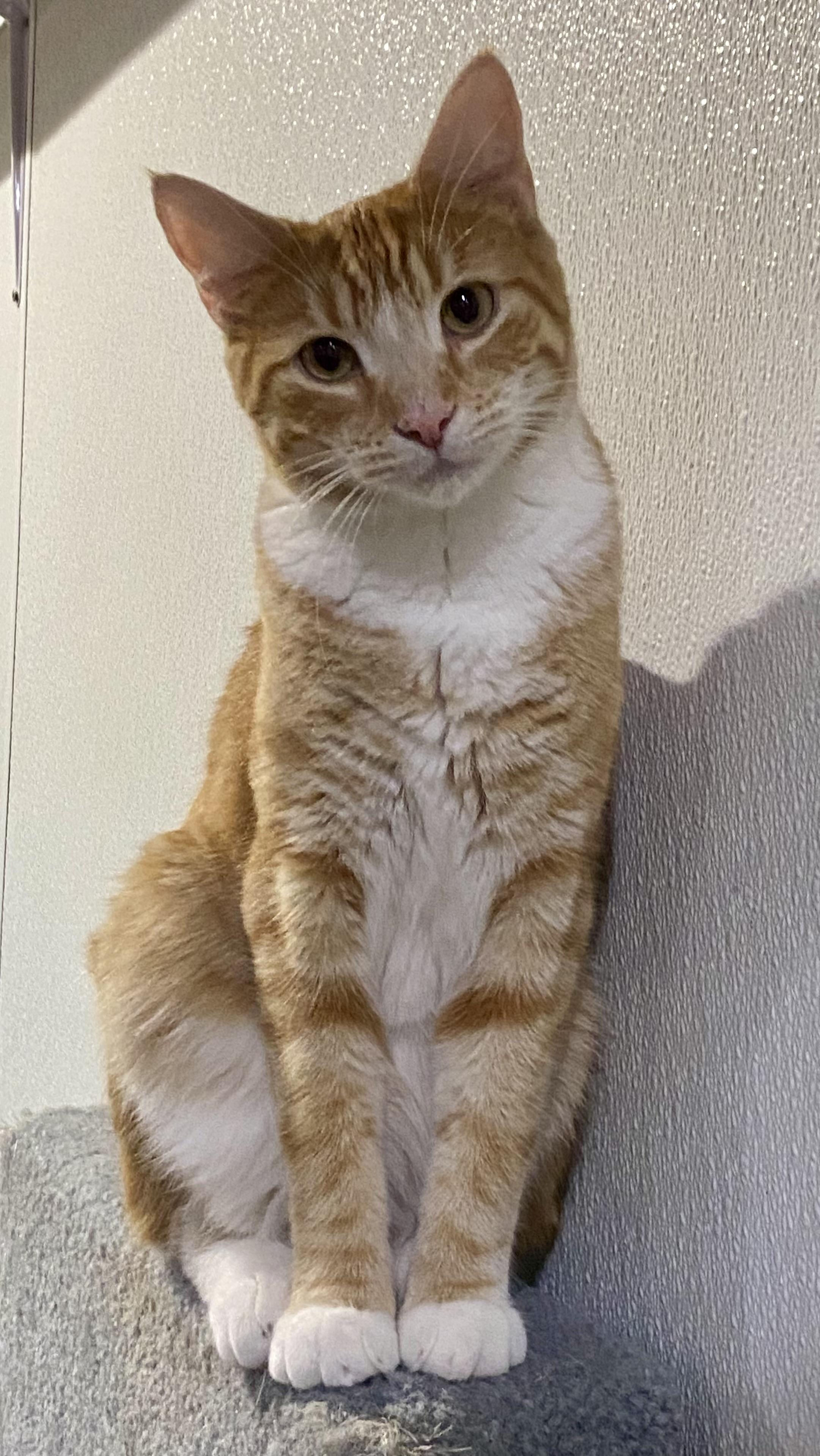 Enlarge Jagger, a Adoptable Domestic Short Hair in Fredericksburg, OH image 6/6