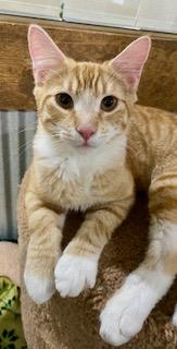 Jagger, Adoptable, Young Male Domestic Short Hair.