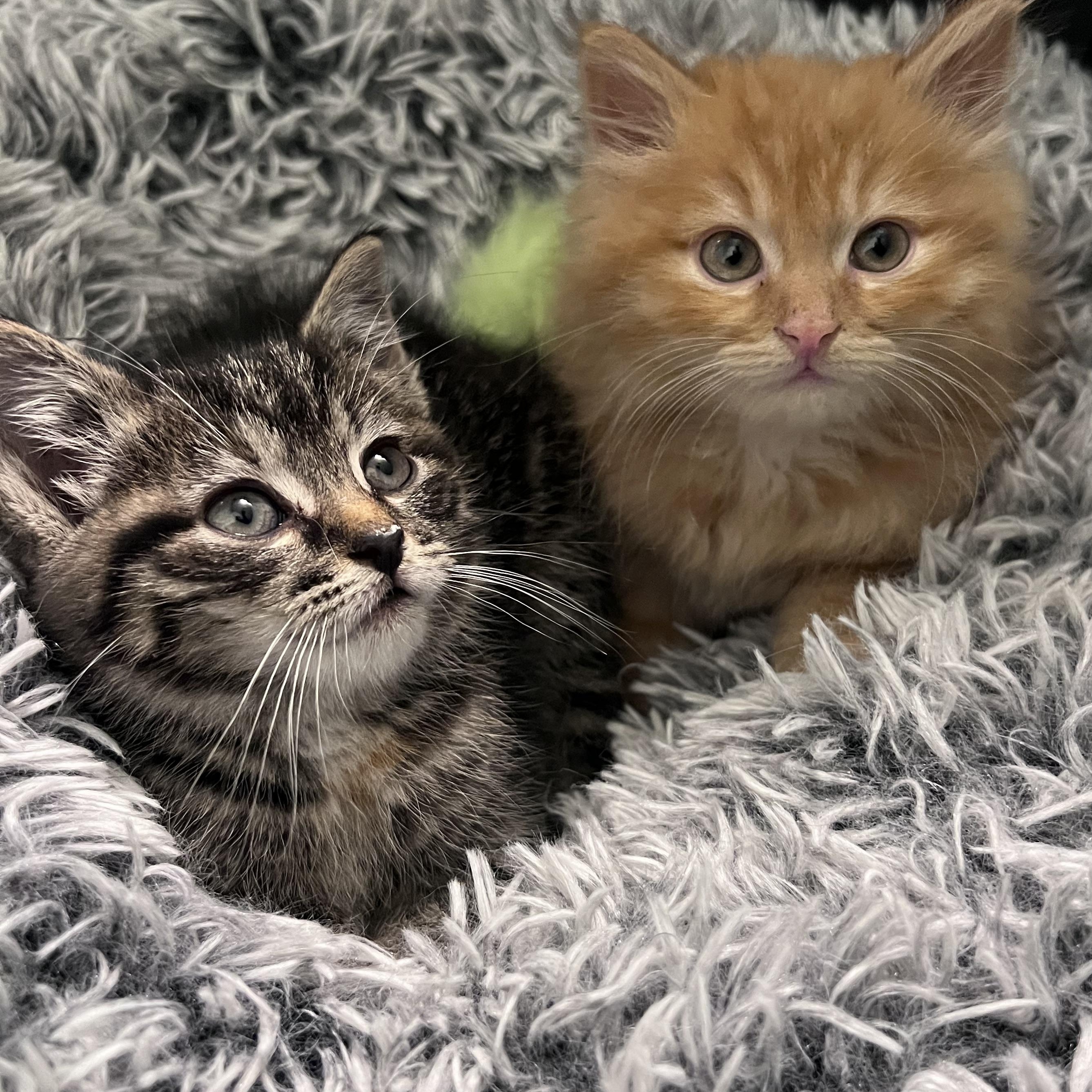 Ollie and Rosie, adopted, Kitten Male Domestic Medium Hair.