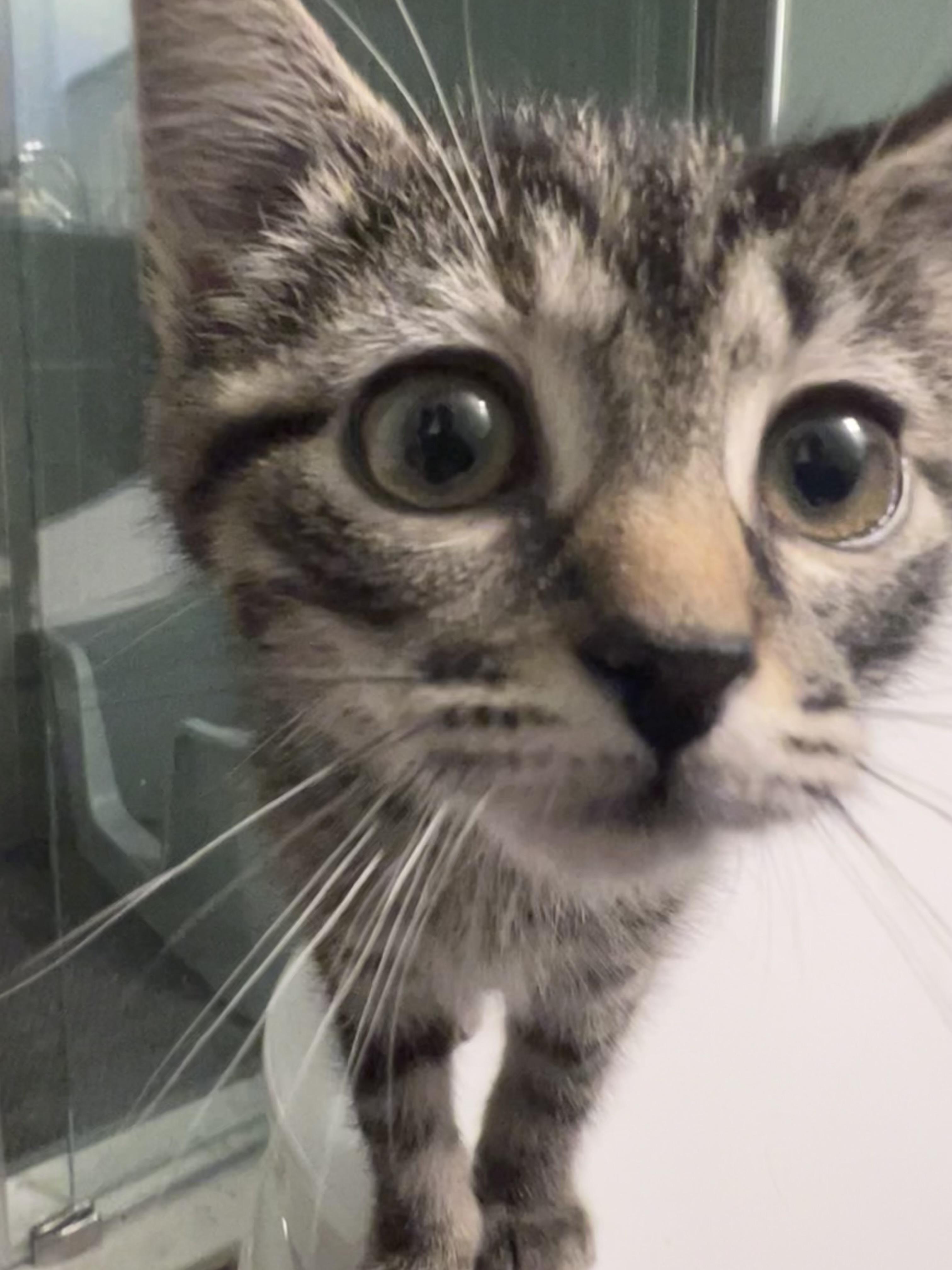 Enlarge Ollie and Rosie, an adopted Domestic Medium Hair in Alexandria, VA image 2/6