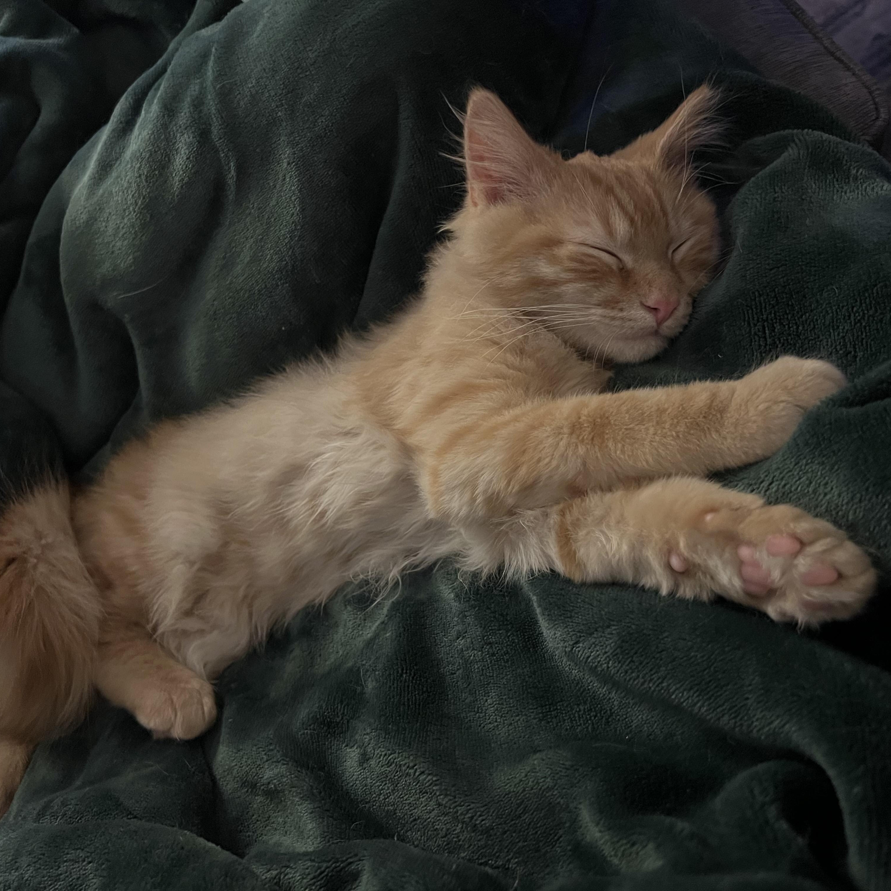 Enlarge Ollie and Rosie, an adopted Domestic Medium Hair in Alexandria, VA image 3/6