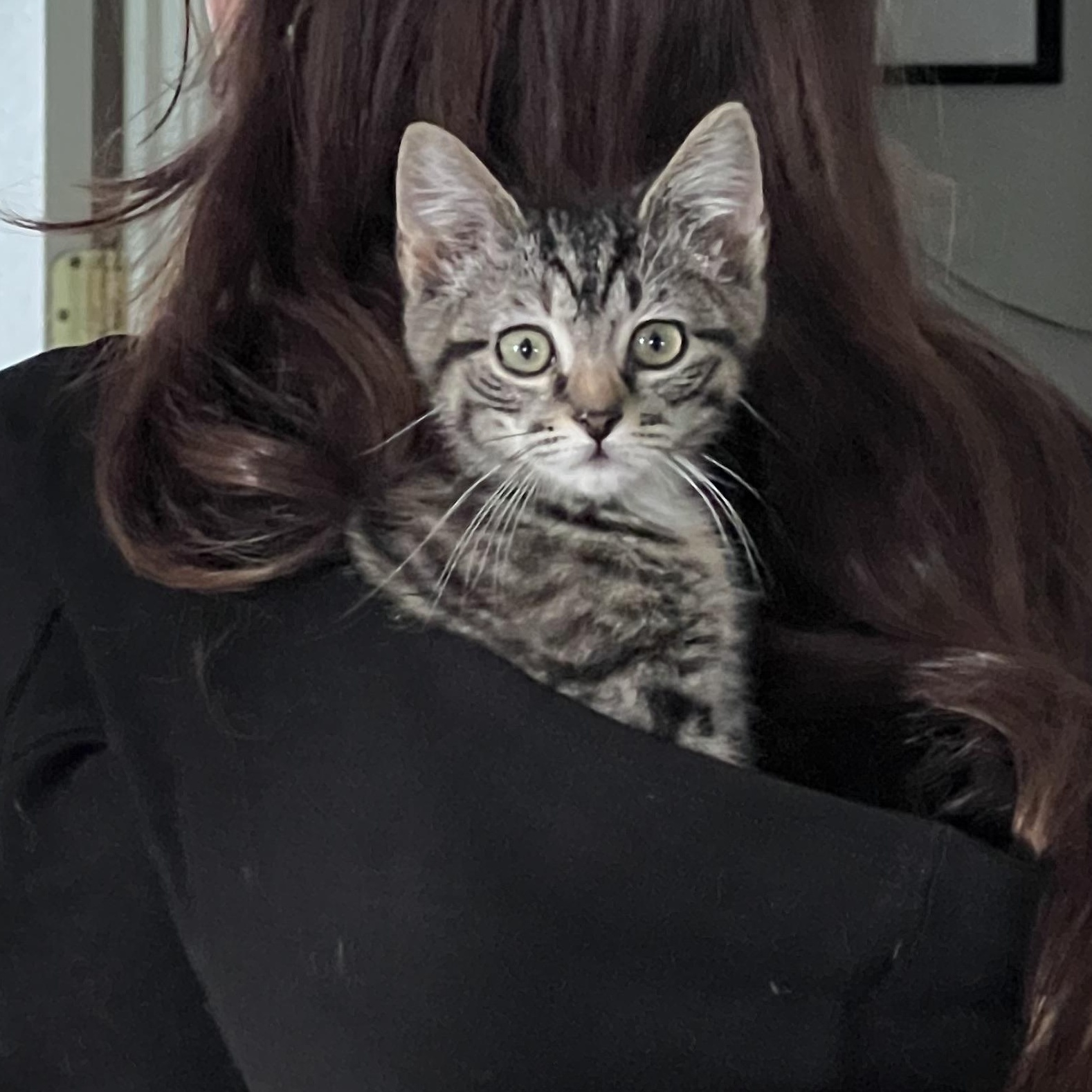 Enlarge Ollie and Rosie, an adopted Domestic Medium Hair in Alexandria, VA image 4/6