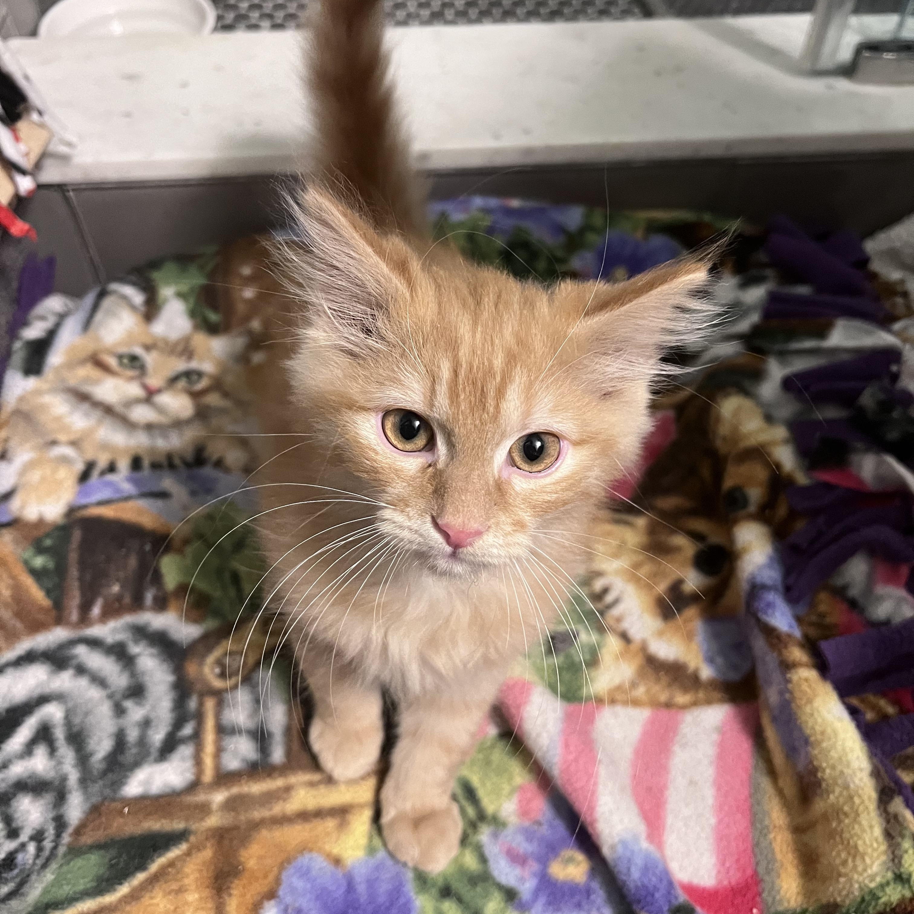 Enlarge Ollie and Rosie, an adopted Domestic Medium Hair in Alexandria, VA image 5/6