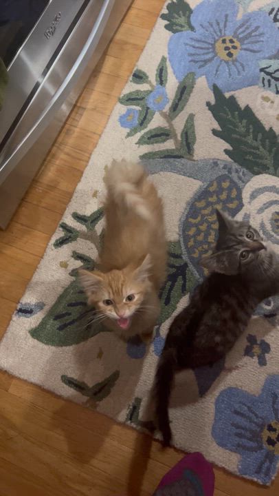 Enlarge Ollie and Rosie, an adopted Domestic Medium Hair in Alexandria, VA video 6/6