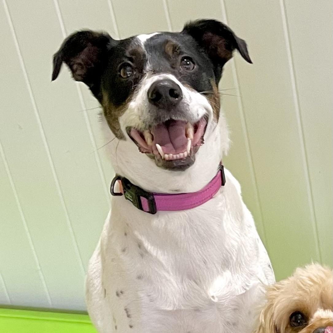 Dottie, a Adoptable mixed breed in Rancho Santa Margarita, CA image 5/6