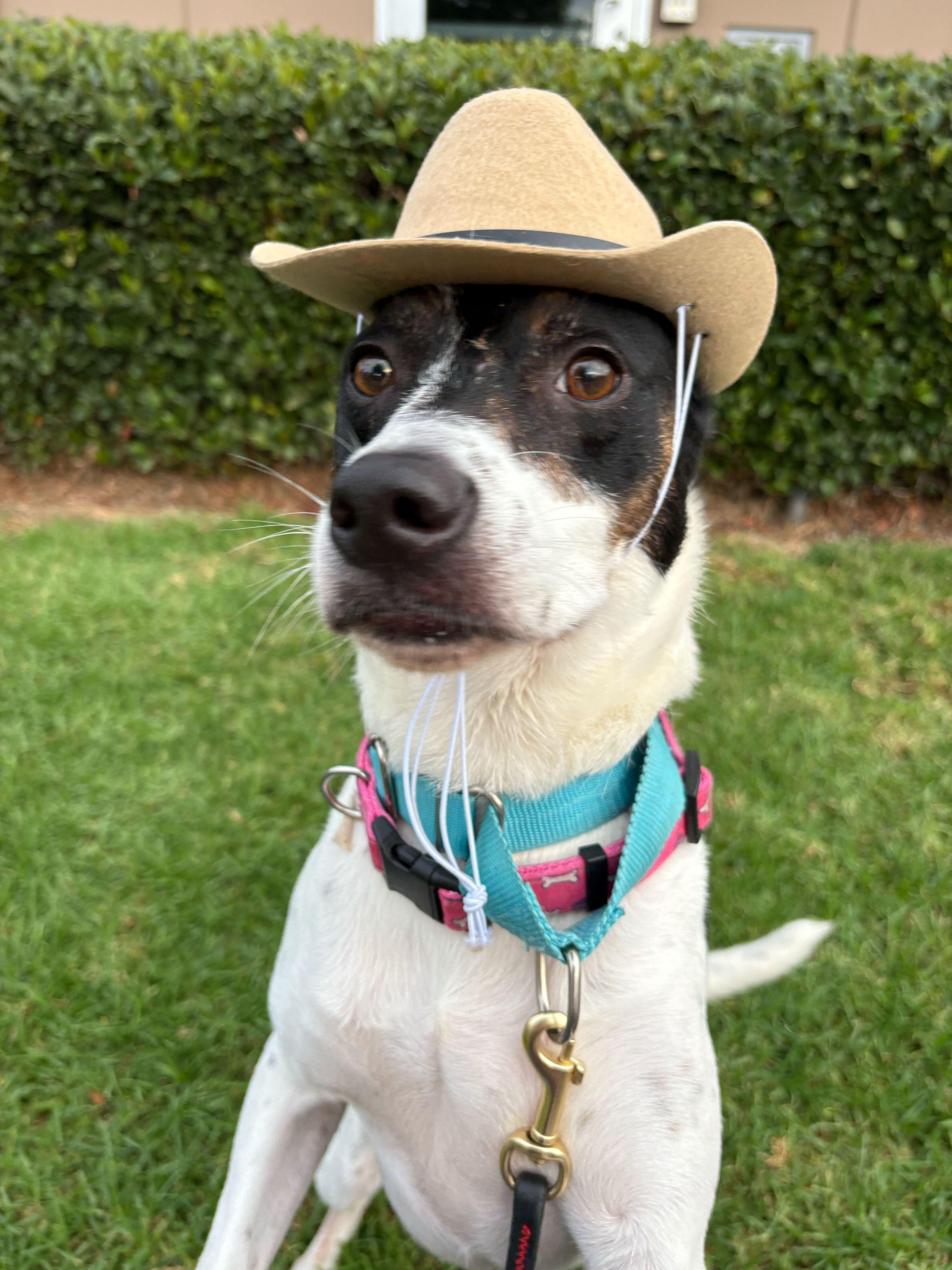 Dottie, a Adoptable mixed breed in Rancho Santa Margarita, CA image 1/6