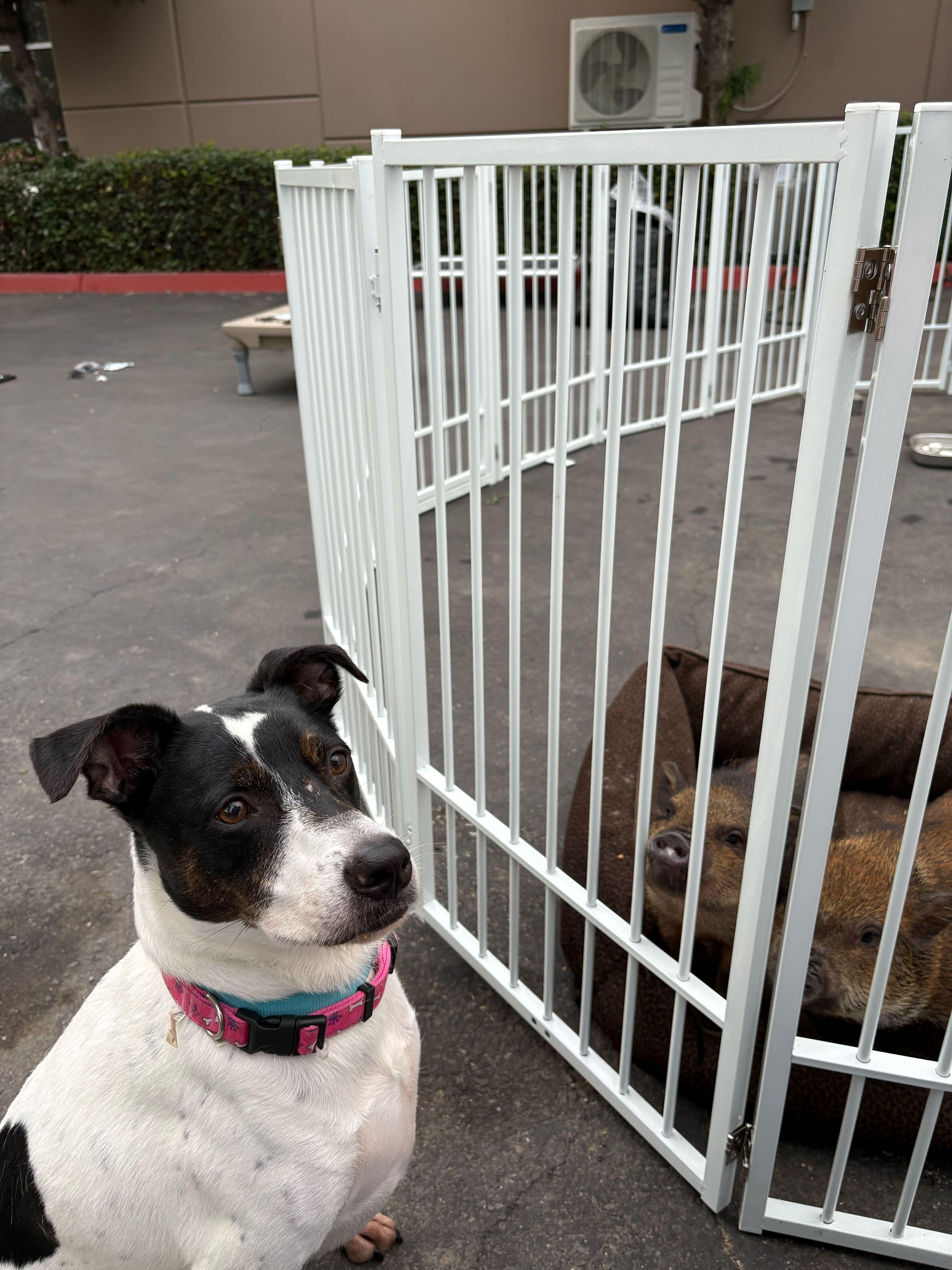 Dottie, a Adoptable mixed breed in Rancho Santa Margarita, CA image 6/6