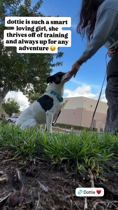 Enlarge Dottie, a Adoptable mixed breed in Rancho Santa Margarita, CA video 6/6