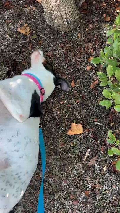 Enlarge Dottie, a Adoptable mixed breed in Rancho Santa Margarita, CA video 2/6