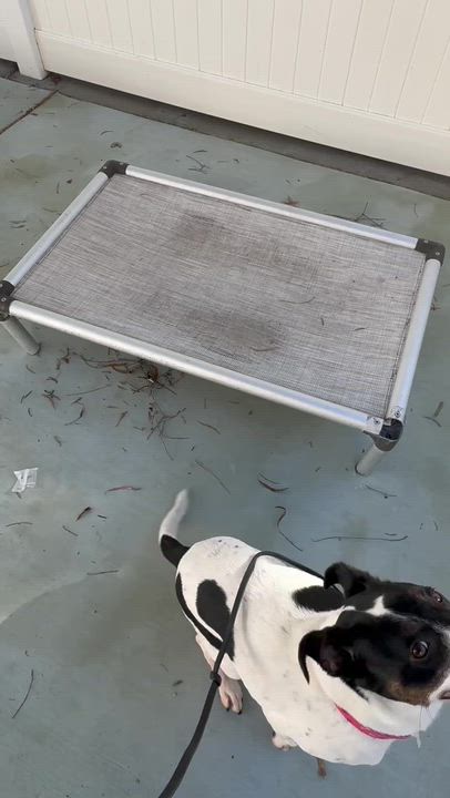 Enlarge Dottie, a Adoptable mixed breed in Rancho Santa Margarita, CA video 3/6