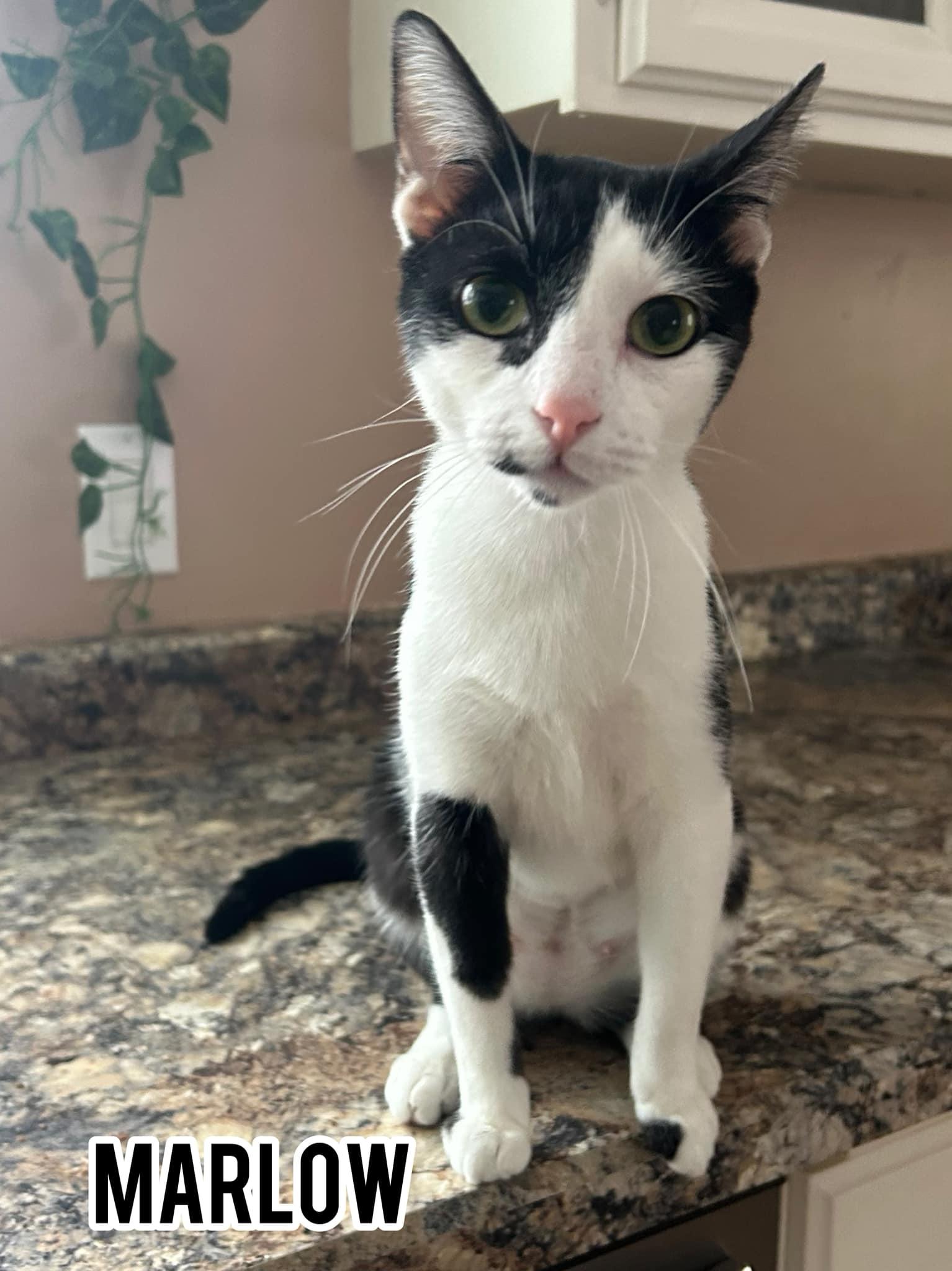 Marlow, Adoptable, Adult Female Domestic Short Hair.