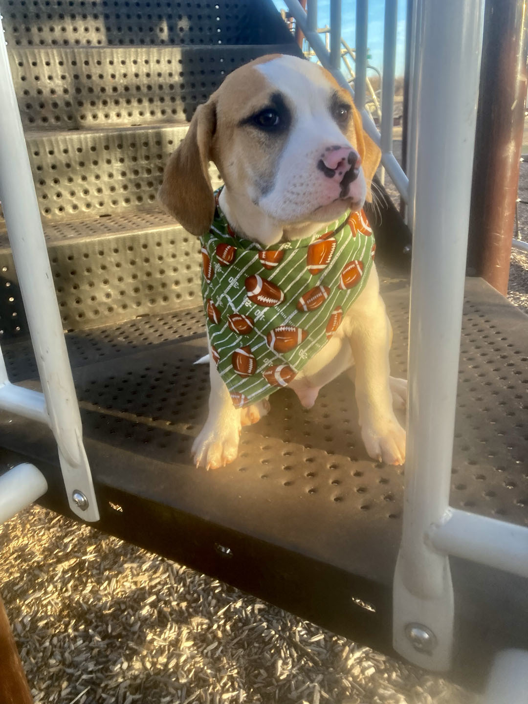 Grant, Adopted, Puppy Male English Pointer & Retriever.