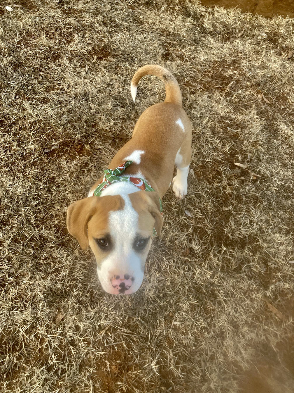 Enlarge Grant, a Adopted mixed breed in New Haven , CT image 5/6