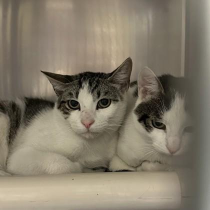 Enlarge Dipper, a Adoptable Domestic Short Hair in Wantagh, NY image 1/3