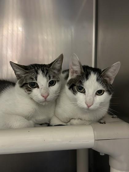 Enlarge Dipper, a Adoptable Domestic Short Hair in Wantagh, NY image 2/3