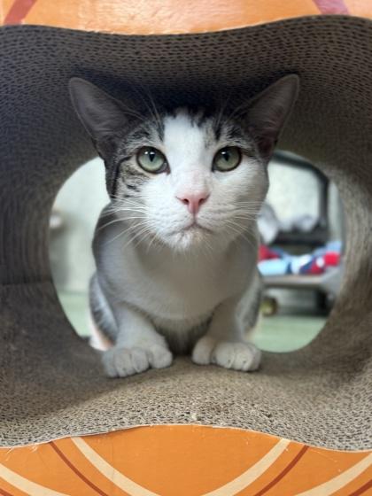 Enlarge Dipper, a Adoptable Domestic Short Hair in Wantagh, NY image 3/3