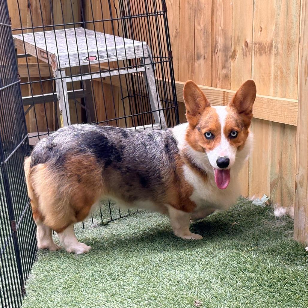 Enlarge Cookie, a Adoptable Corgi in Ada, MN image 1/5