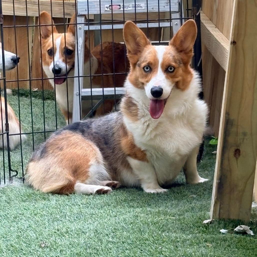 Enlarge Cookie, a Adoptable Corgi in Ada, MN image 2/5