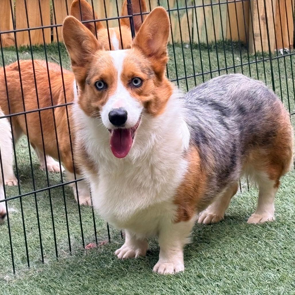 Enlarge Cookie, a Adoptable Corgi in Ada, MN image 3/5