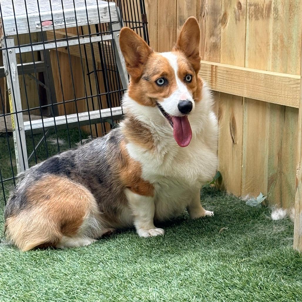 Enlarge Cookie, a Adoptable Corgi in Ada, MN image 4/5