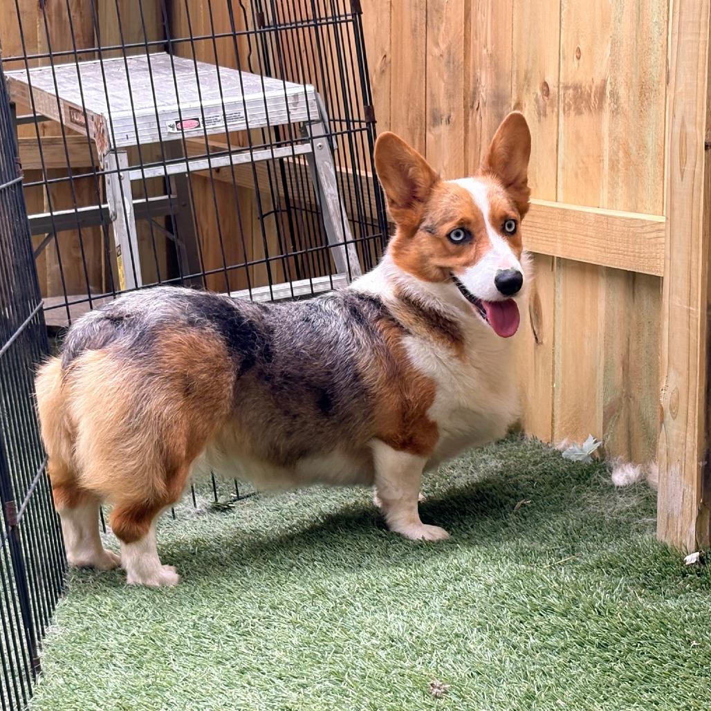 Enlarge Cookie, a Adoptable Corgi in Ada, MN image 5/5