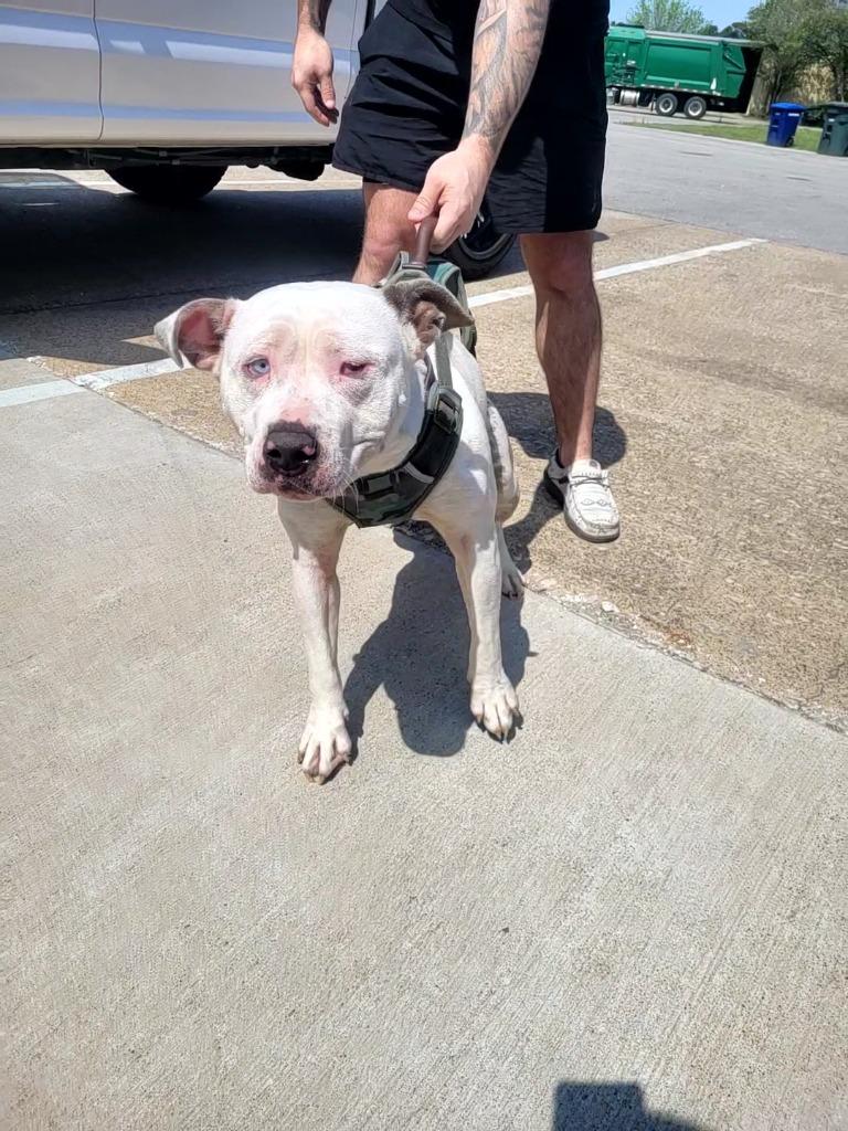 Lexi, Adoptable, Young Female Pit Bull Terrier.