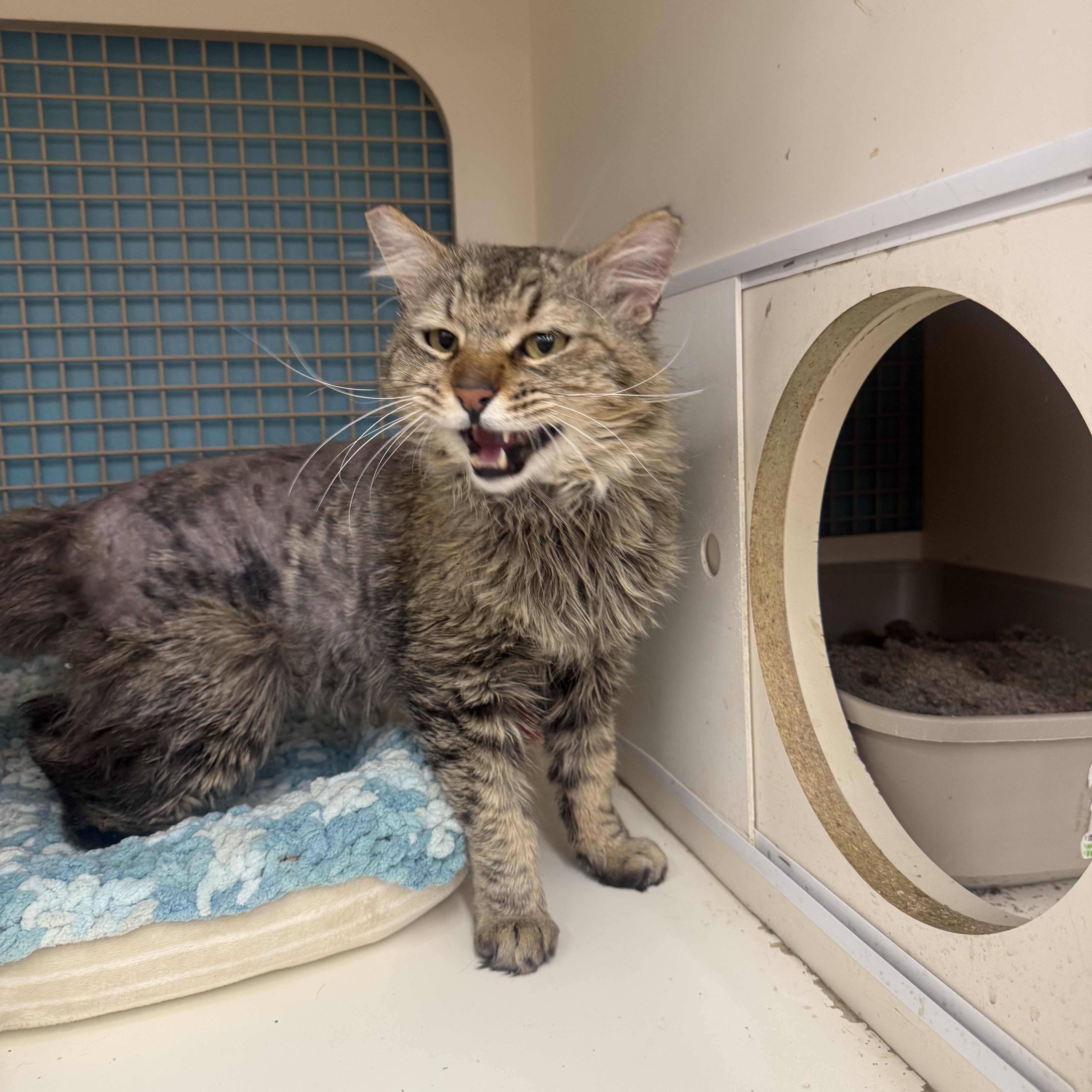 Tuna Taster, adopted, Adult Male Tabby & Maine Coon.