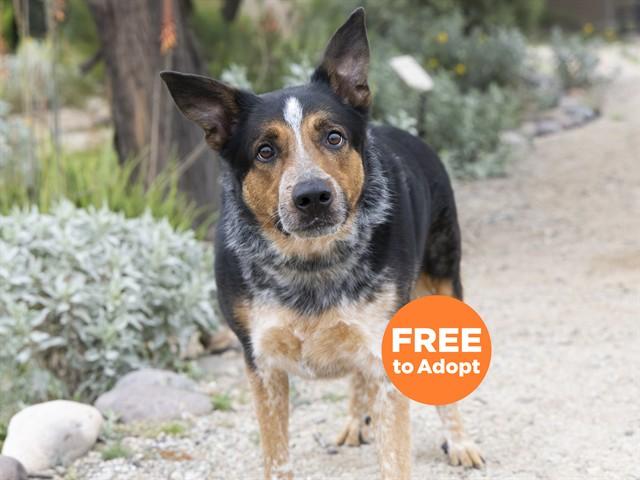 Enlarge GROOT, a Adoptable mixed breed in Phoenix, AZ image 1/1