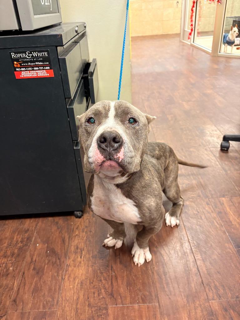 Dog Kennel #9 Chuck, Adoptable, Adult Male Pit Bull Terrier & Mixed Breed.