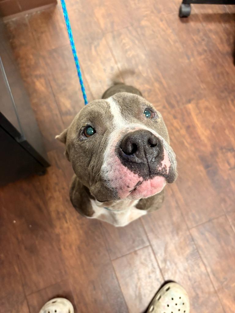 Enlarge Dog Kennel #9 Chuck, a Adoptable mixed breed in Greenville, TX image 2/2