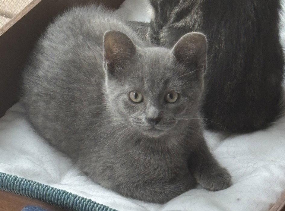 Terry Hall, a Adopted Domestic Short Hair in Walled Lake, MI image 1/3
