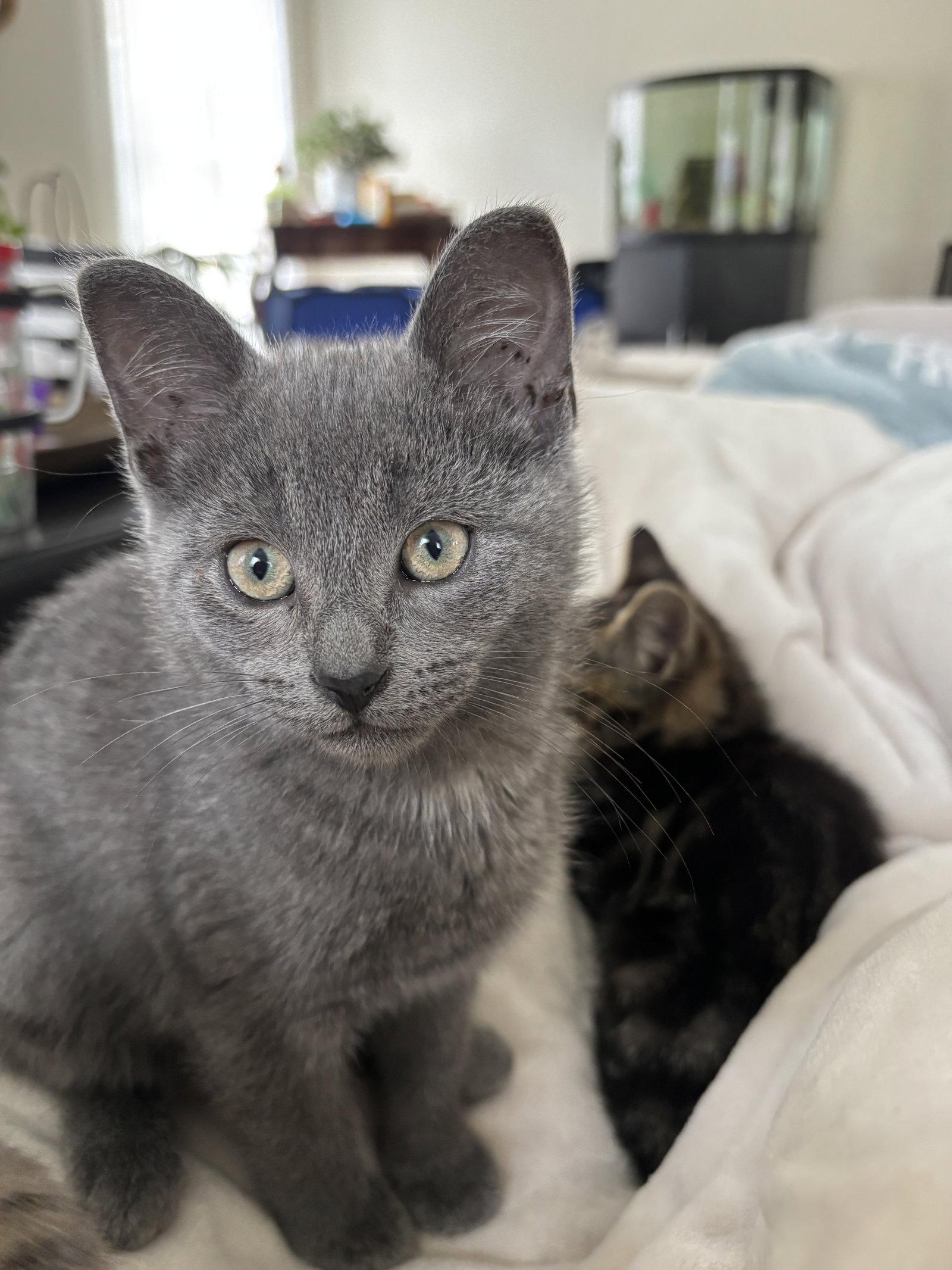 Terry Hall, a Adopted Domestic Short Hair in Walled Lake, MI image 2/3