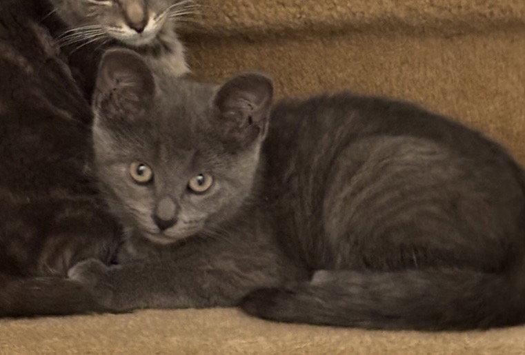 Terry Hall, a Adopted Domestic Short Hair in Walled Lake, MI image 3/3