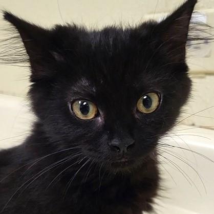 Cindy Brady, an adopted Domestic Medium Hair in Grayslake, IL image 1/2
