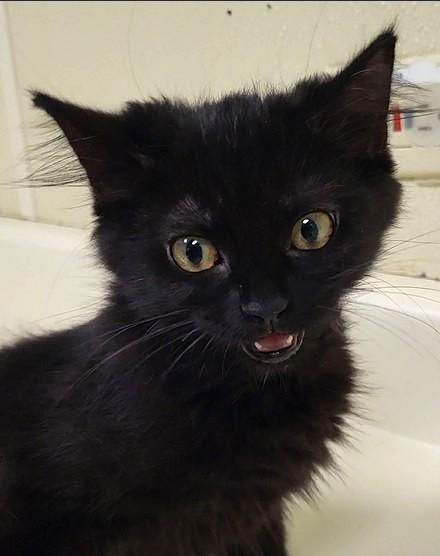 Cindy Brady, an adopted Domestic Medium Hair in Grayslake, IL image 2/2