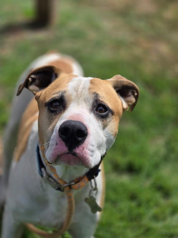 Raider, Adoptable, Adult Male Great Dane & Pit Bull Terrier.