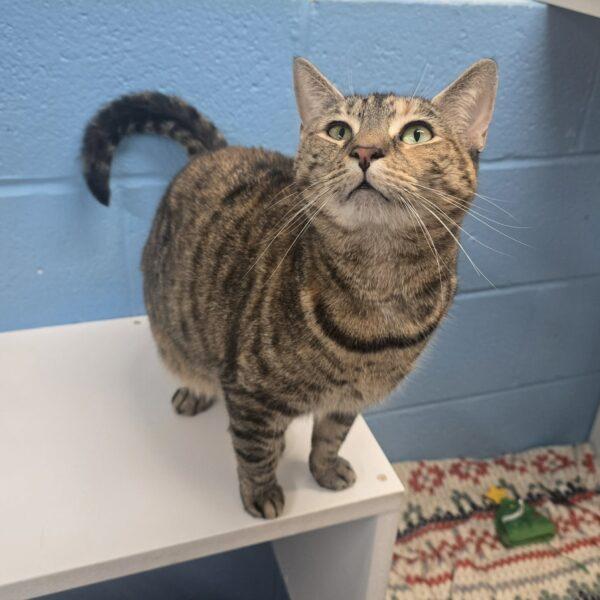 Enlarge TAMMY, a Adoptable Domestic Short Hair in Easton, MD image 1/1