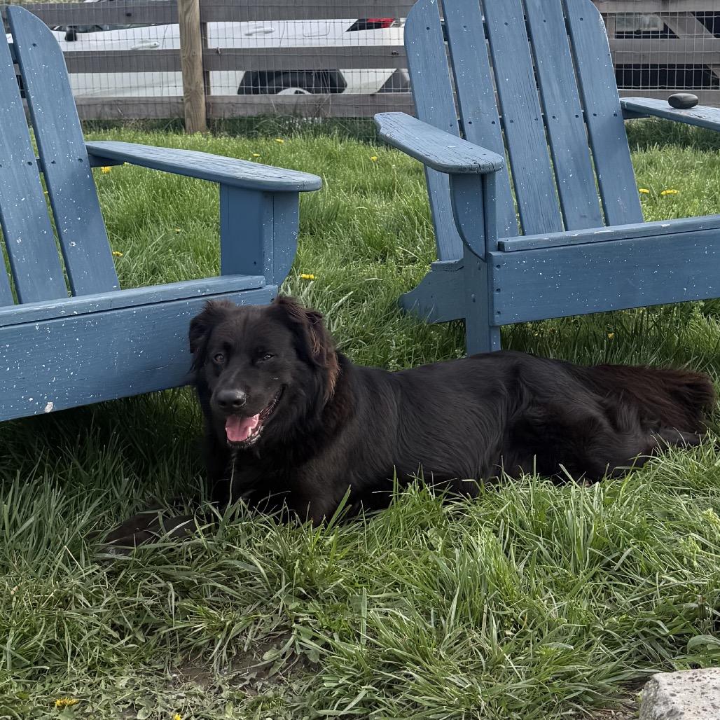 Enlarge Edwin, a Adoptable mixed breed in Delaware, OH image 1/6