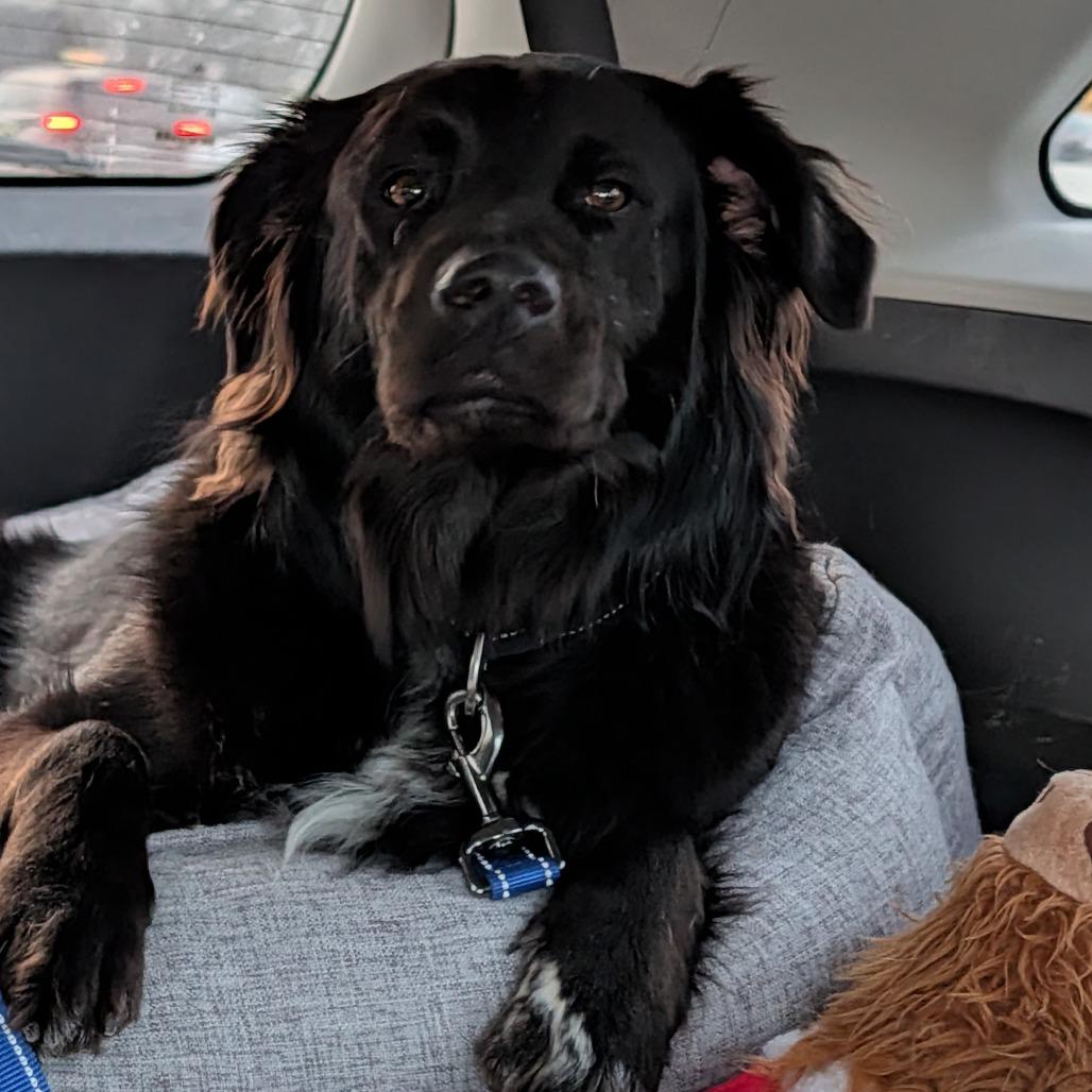 Edwin, Adoptable, Adult Male Australian Shepherd & Retriever.