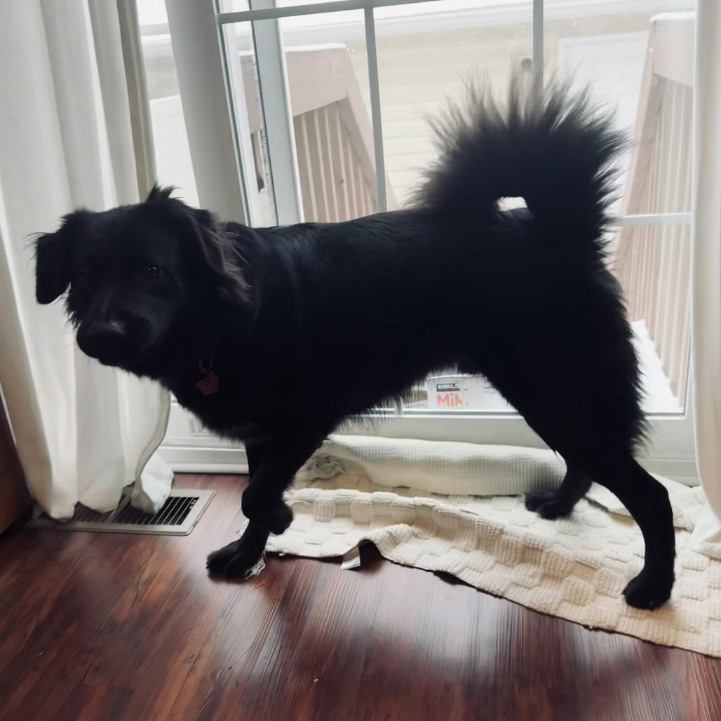 Enlarge Edwin, a Adoptable mixed breed in Delaware, OH image 2/6