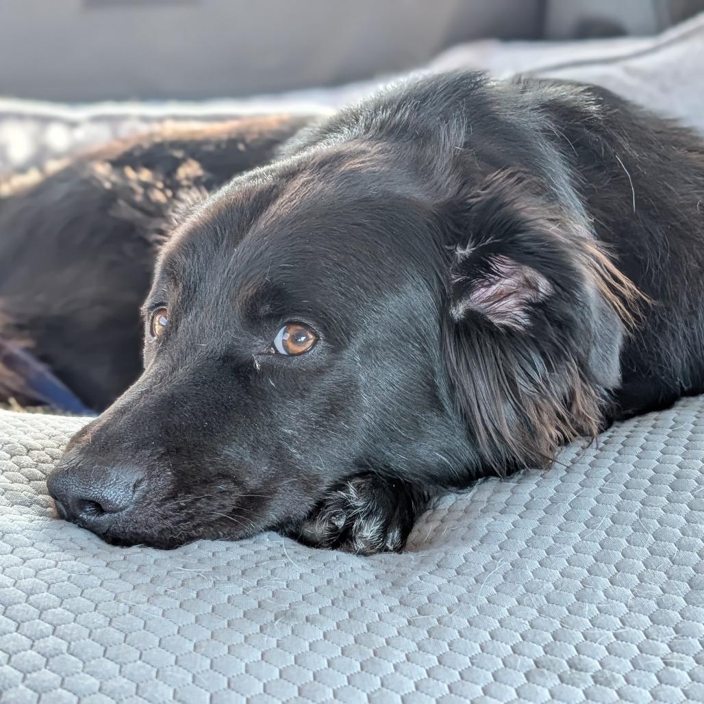 Enlarge Edwin, a Adoptable mixed breed in Delaware, OH image 4/6