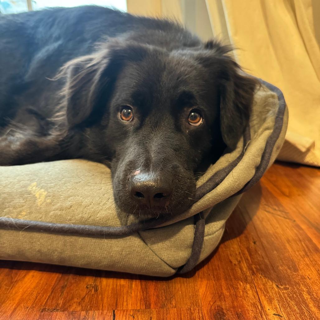 Enlarge Edwin, a Adoptable mixed breed in Delaware, OH image 5/6