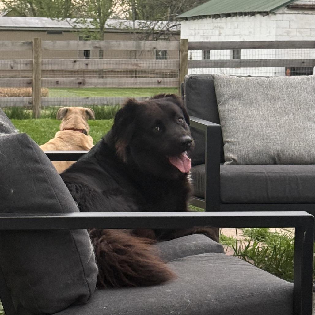 Enlarge Edwin, a Adoptable mixed breed in Delaware, OH image 5/6