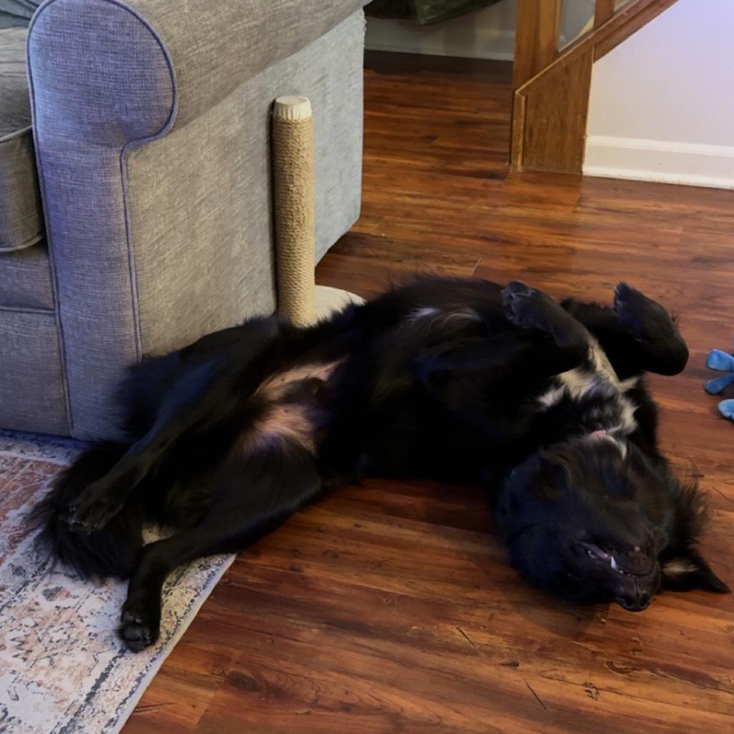 Enlarge Edwin, a Adoptable mixed breed in Delaware, OH image 6/6